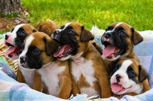 Boxer puppy litter