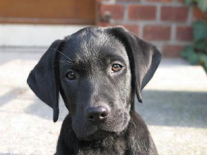 labrador retriever