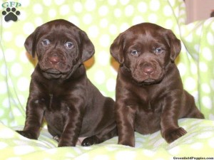 Lab Puppies