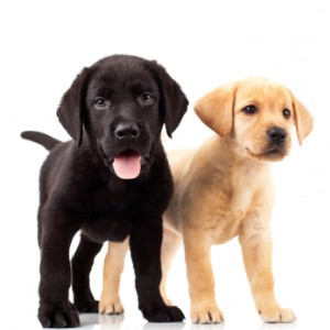 Lab Puppies