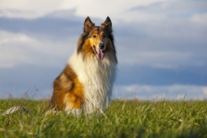 lassie collie