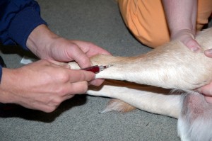 blood test for heartworms