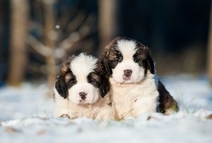 saint bernard puppies in snow