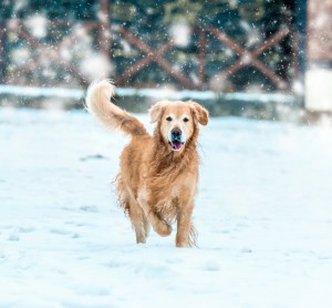 Winter Hazards for Dogs