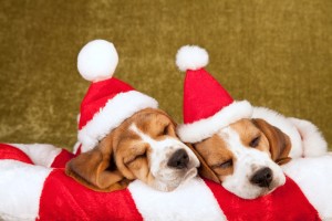 dog Christmas gifts