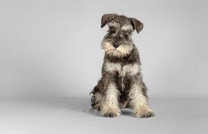 Miniature Schnauzer puppy