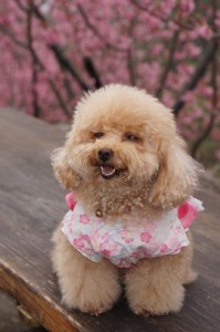 toy poodle puppies