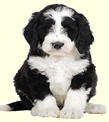 bernedoodle puppies