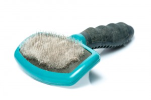 dog brush