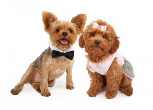 hypoallergenic dog breeds