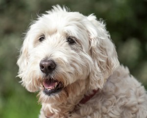 soft coated wheaten terrier