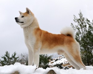 akita dog breed