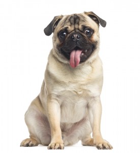 pug dog breed