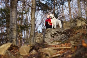 best hiking dogs