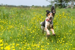 springtime dogs