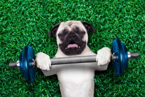 dog lifting weights