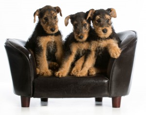 Airedale