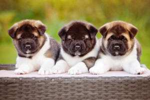 Akita Puppies