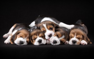 Beagles