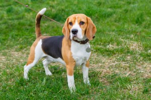 hunting hound breeds