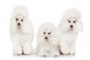 Miniature Poodle