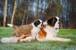 Saint Bernard