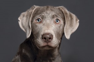 Silver Lab