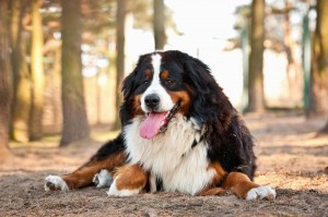 Bernese Mountain Dog