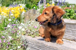 Dachshund