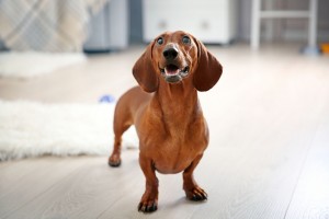 Dachshund