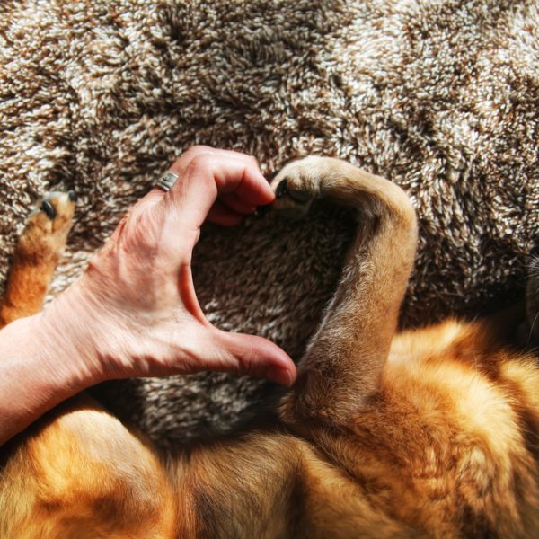 Dog