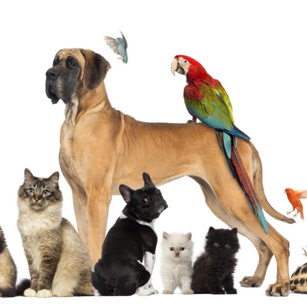 Pets
