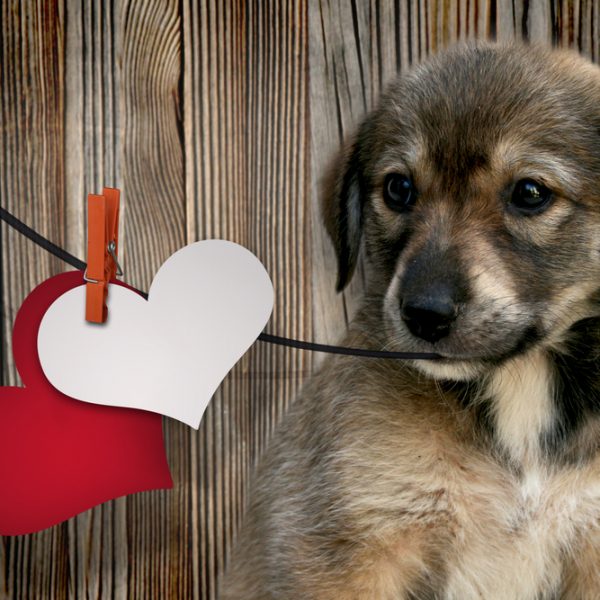 Cute puppy