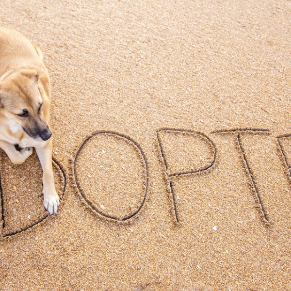 adopted - dog rescue organizations