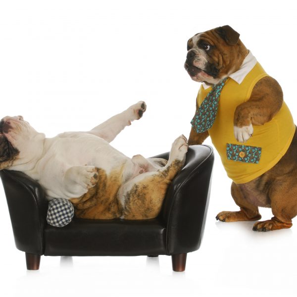 advice from dogs