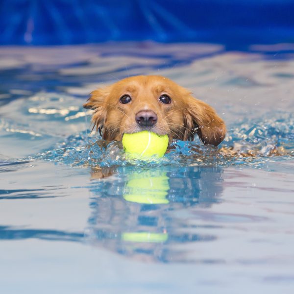 canine hydrotherapy - dog in water with tennis ball