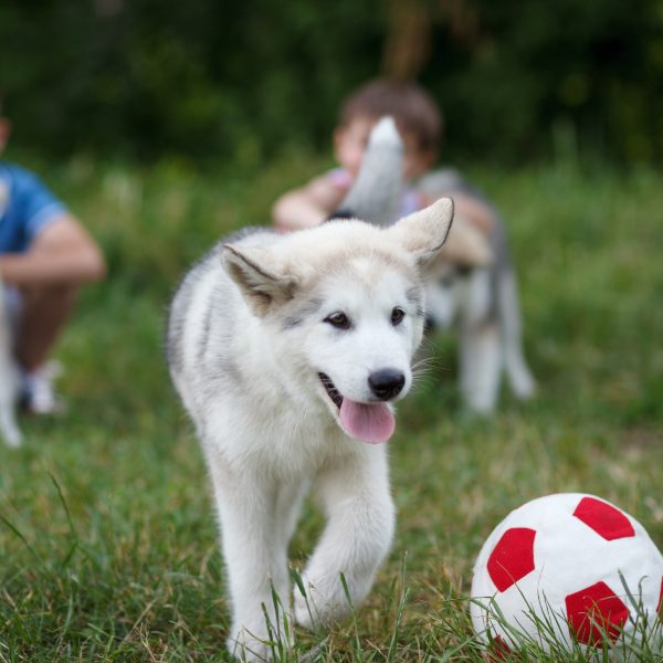 young kids and puppies - children playing soccer with malamute puppies