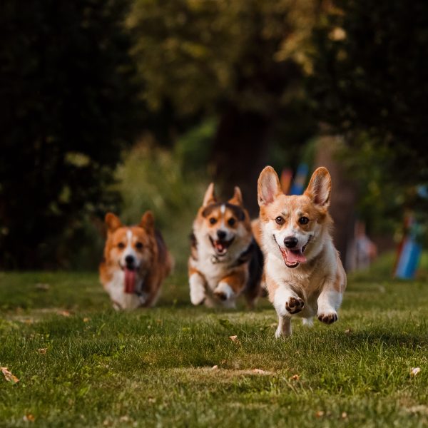 corgi breeds - three corgis running across grass