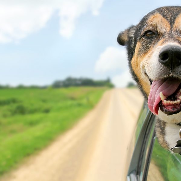 ohio dog-friendly travel guide - german shepherd mix sticking head out of car