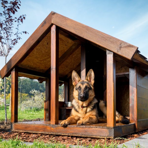 german shepherd in dog house